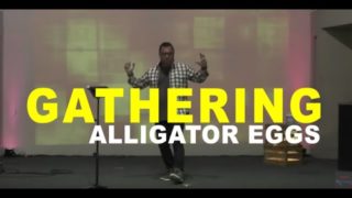 Gathering Alligator Eggs